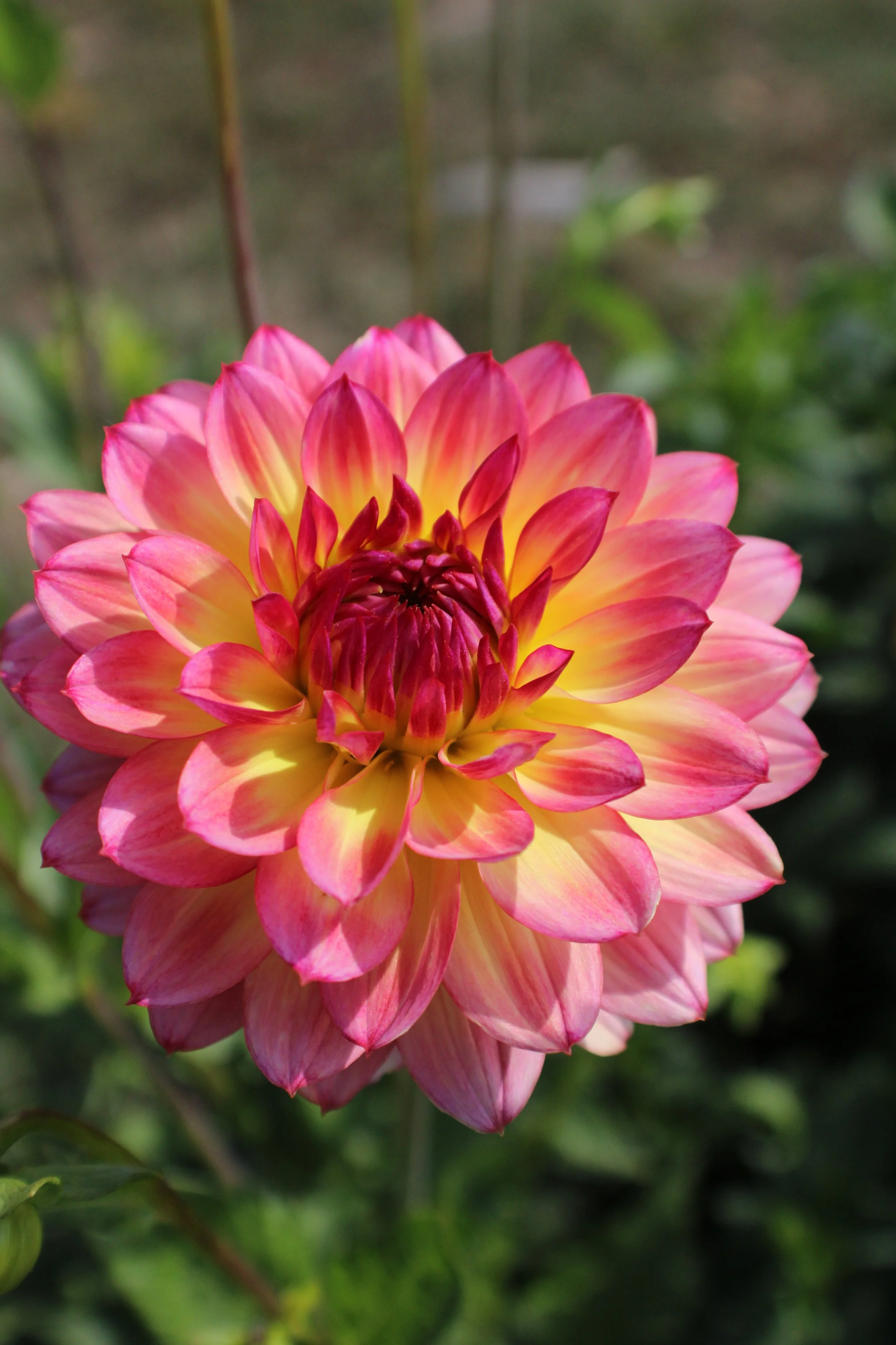 Canoz Jaguar — Old Barn Blooms